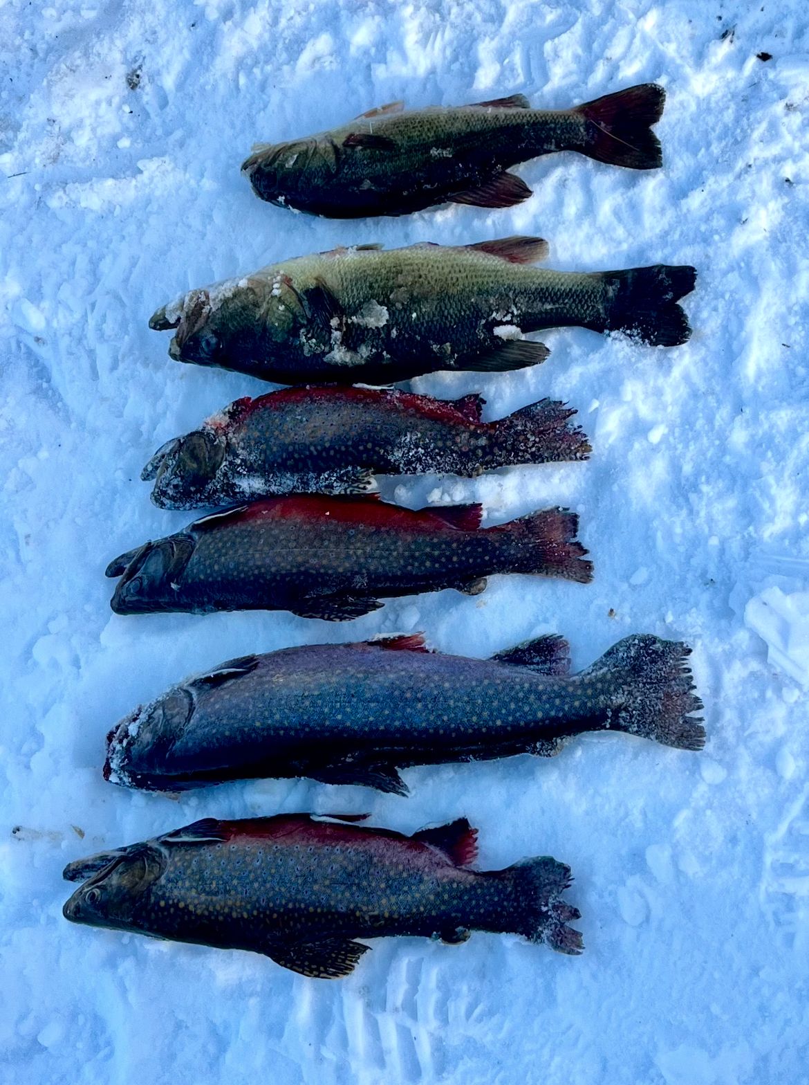 Six brook trout in an unknown location