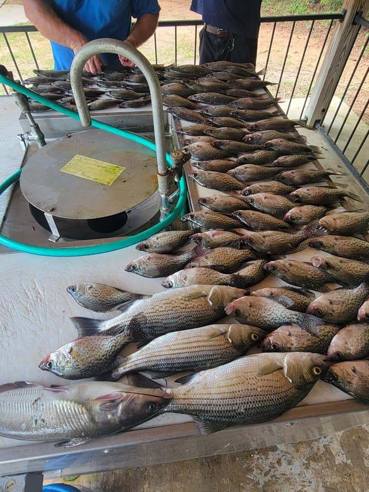Photograph of three white bass and striped bass in an unknown location