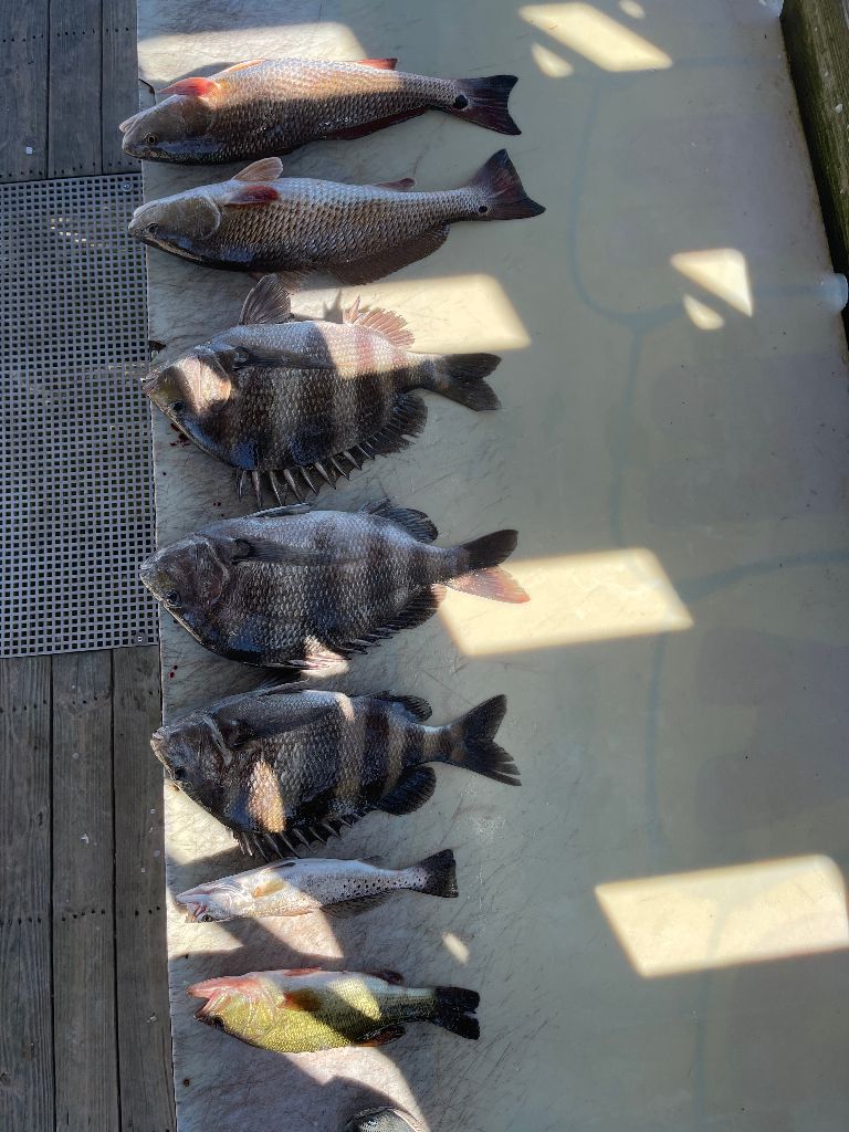 Six redfish and sheepshead caught while fishing