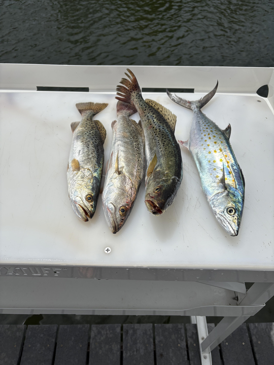 Huge Spanish Mackerel and Spotted Weakfish blasted today at Marina Way!