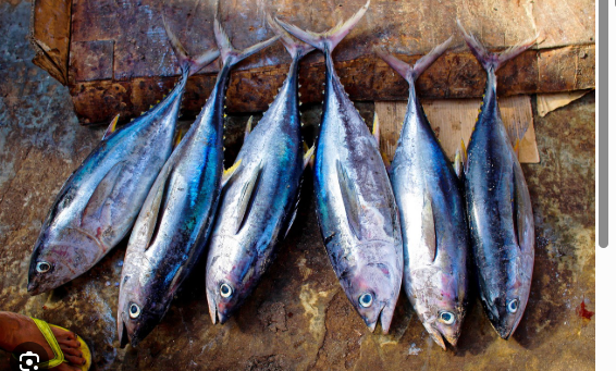 Best fishing adventure with 5 fish caught
