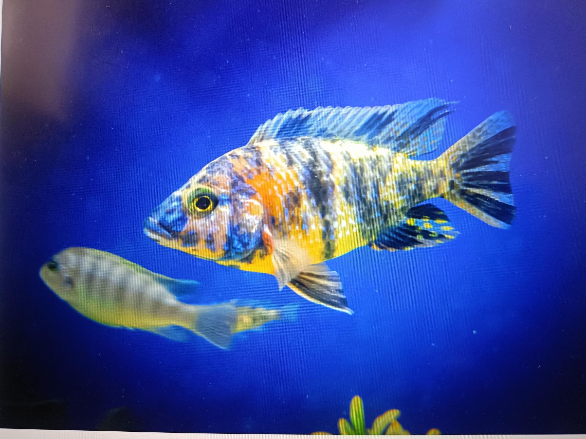 Two Mexican Mojarra caught while fishing