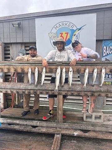 Fresh caught walleye displayed on wooden dock after successful fishing trip