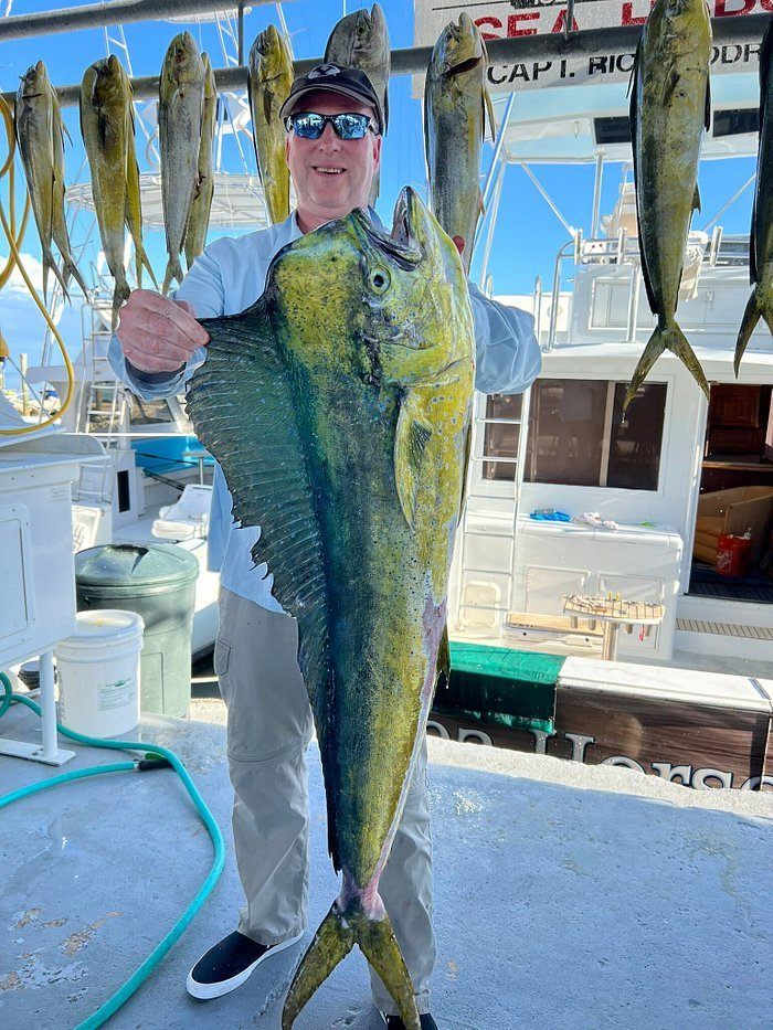Cero mackerel and bluefish caught by fisherman in unknown location