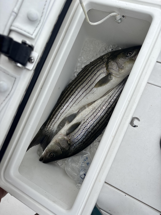 Cloudy skies can't dampen the thrill of striped bass action!