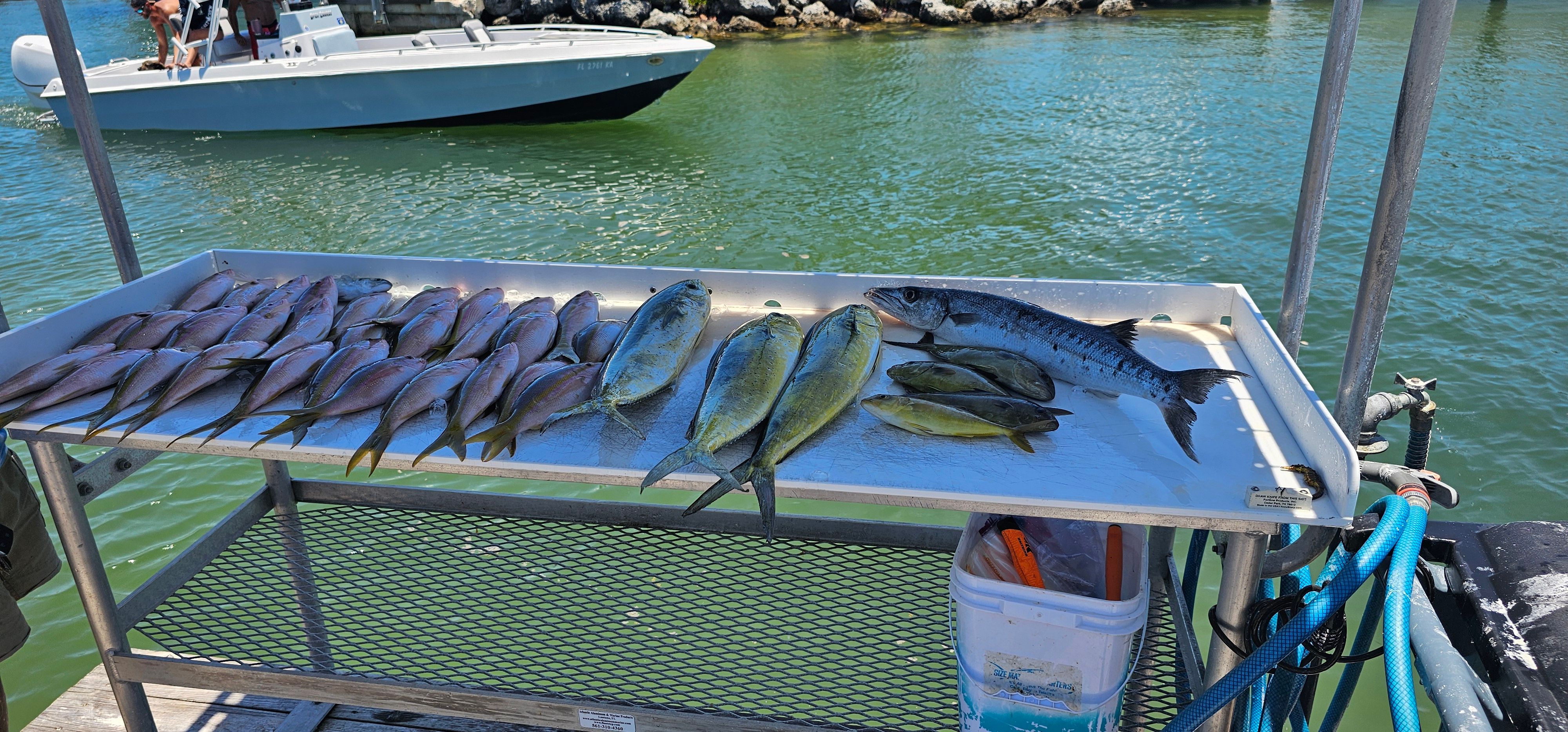 Fresh caught Great Barracuda and Mahi Mahi displayed on cleaning station table at marina