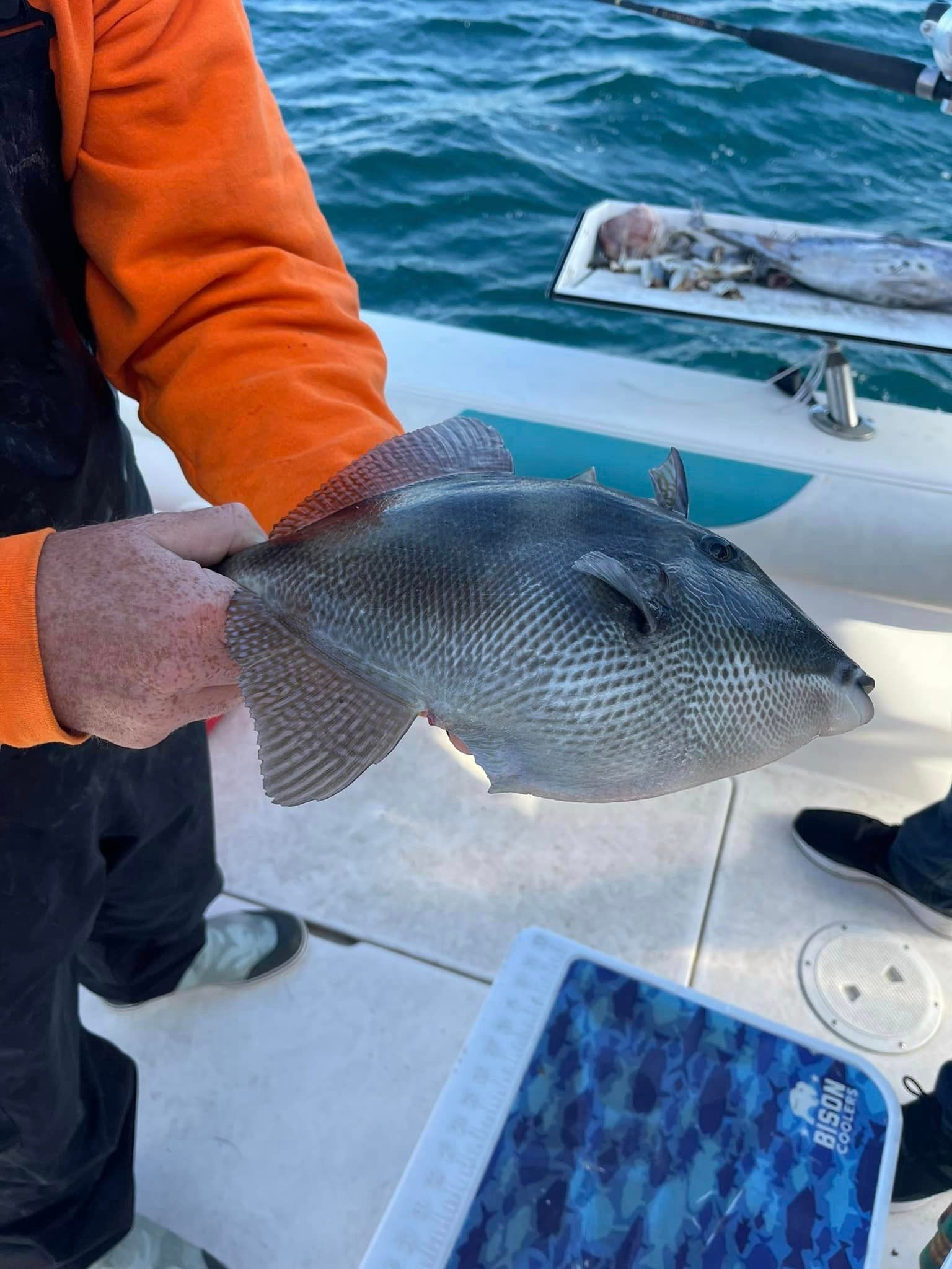 Grey Triggerfish caught while fishing