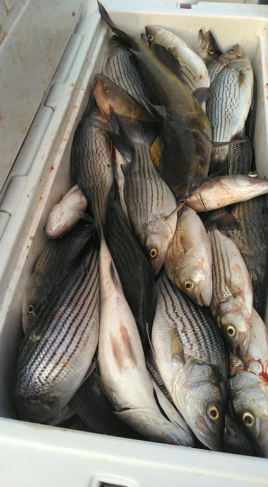 Four striped bass caught while fishing in an unknown location