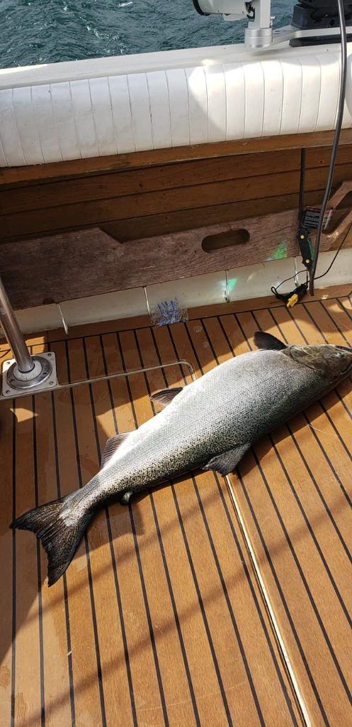 Coho salmon caught fishing at an unknown location