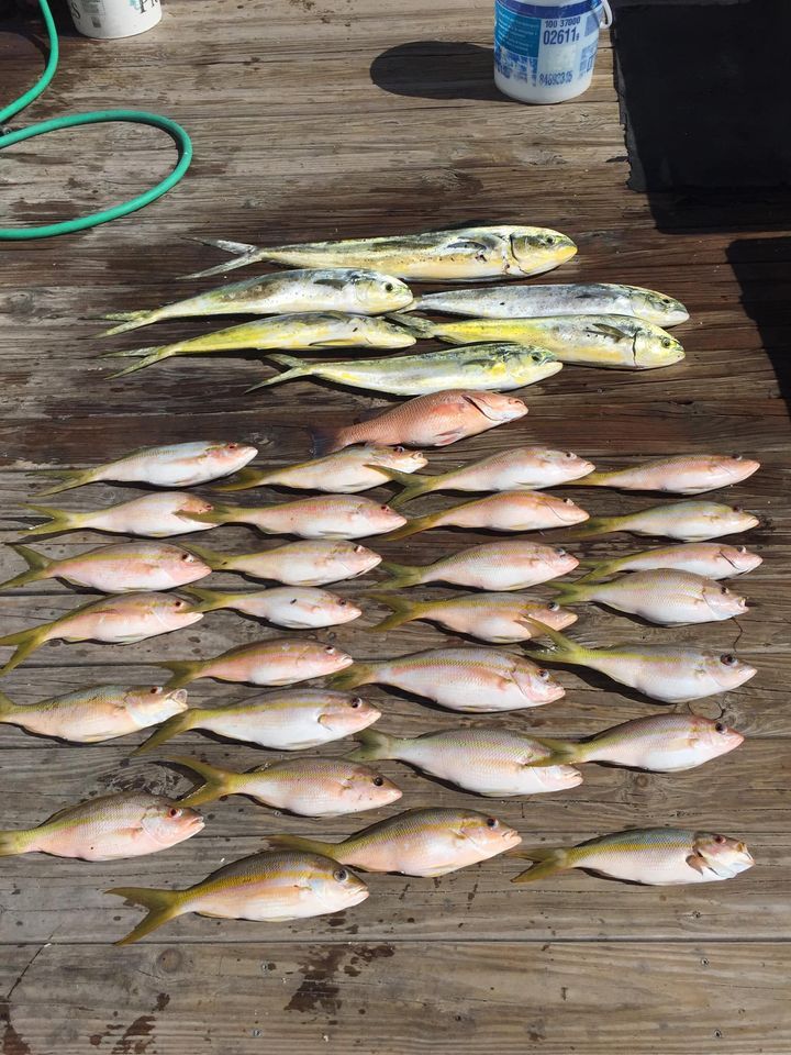 11 Greater Amberjack fish caught while fishing