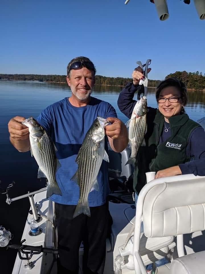 Three striped bass caught on fishing trip