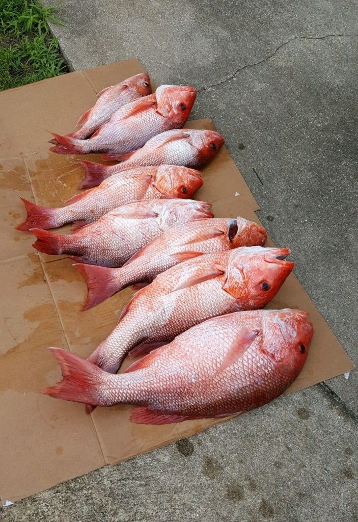 Scenic fishing scene with 3 fish caught at an unknown location