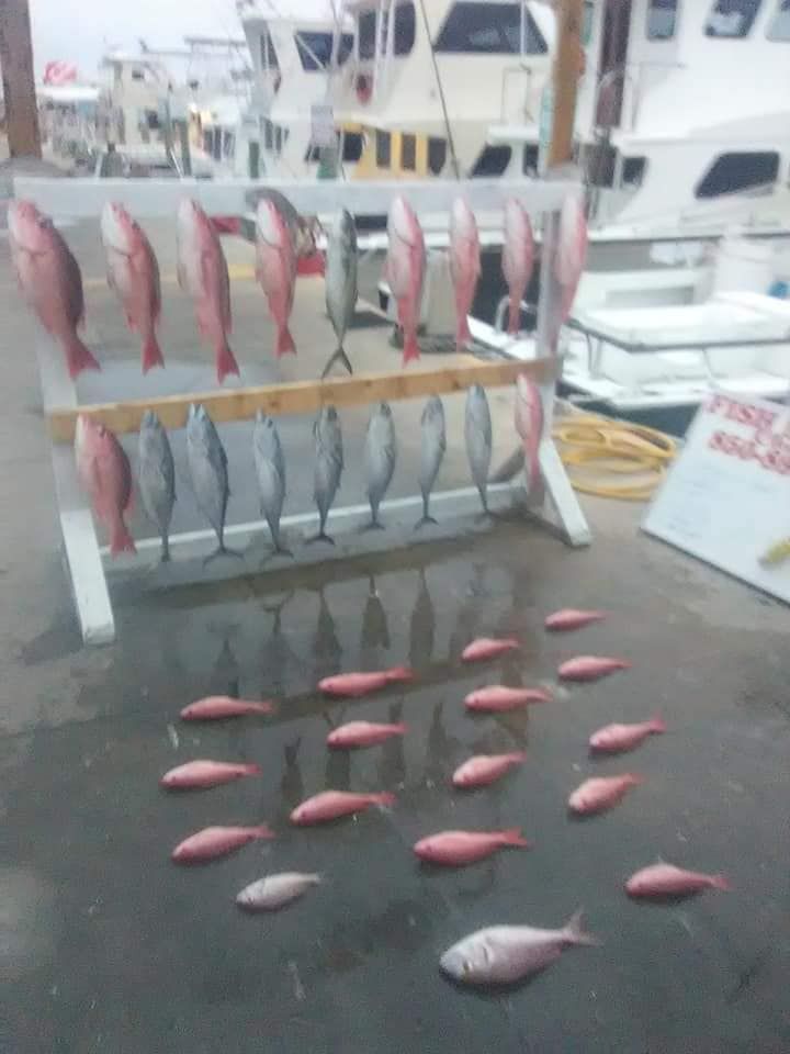 Three fish caught on a fishing trip