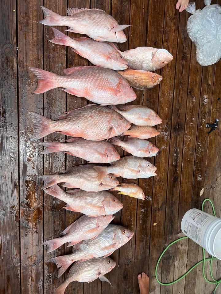 8 fish caught while fishing at an unknown location
