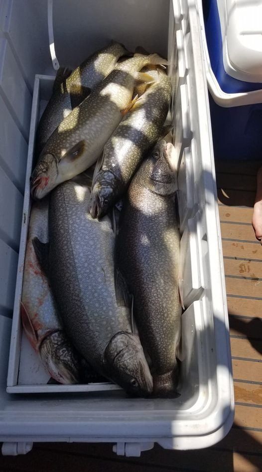 Three bull trout caught in an unknown location while fishing