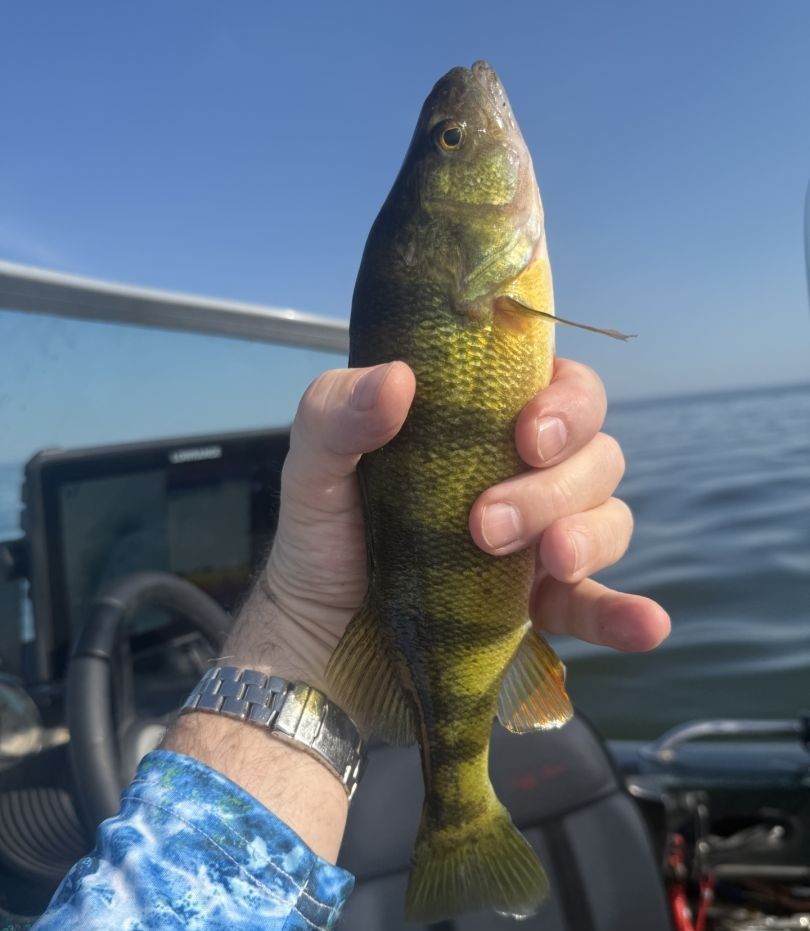 American Yellow Perch caught while fishing on open water