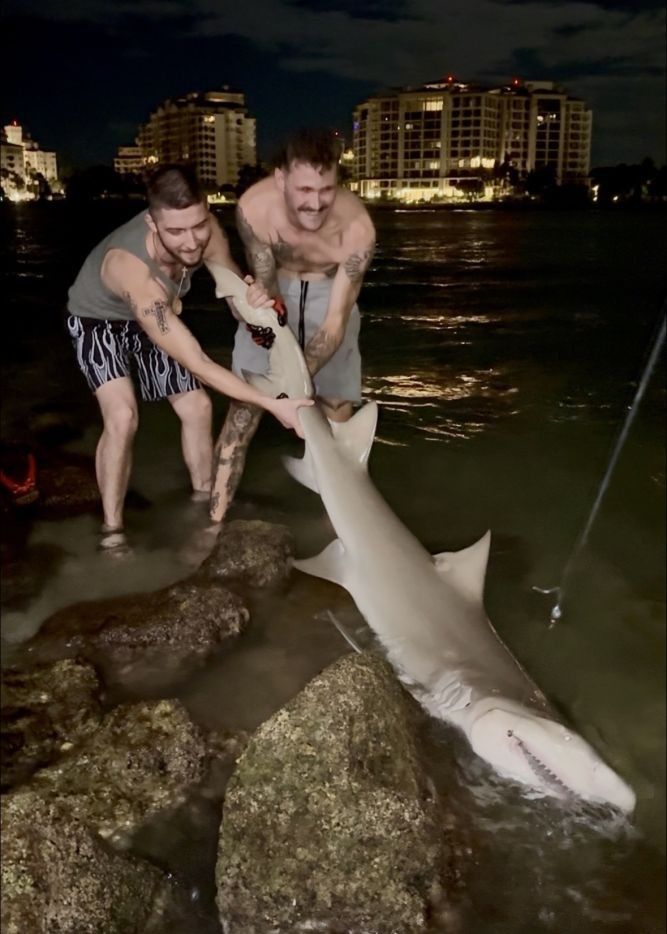 Photo of 1 Atlantic Sharpnose Shark in unknown location