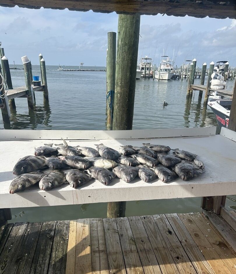 Fresh caught black sea bass displayed on cleaning table at marina dock with boats in background