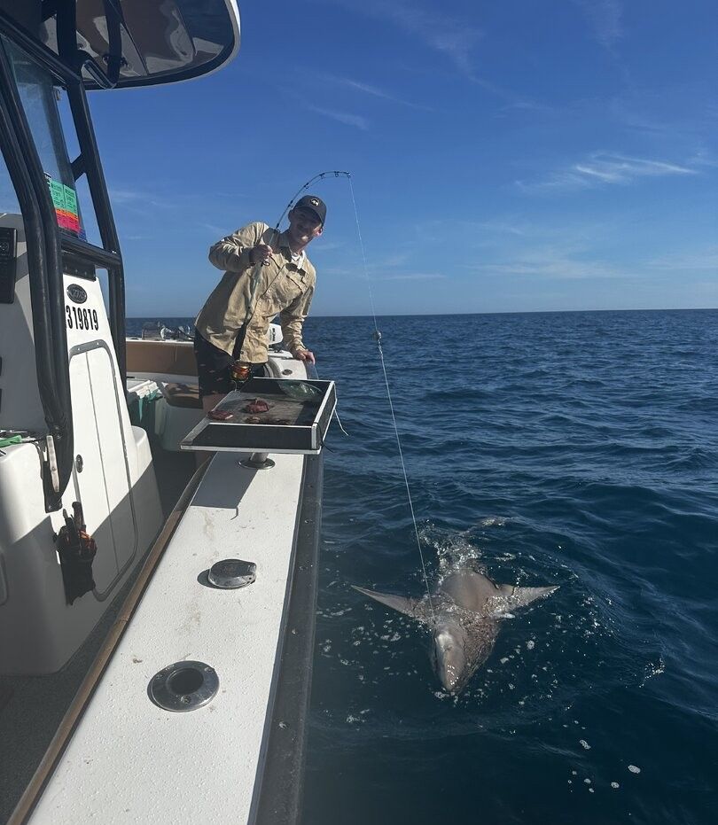 Bull shark hooked on fishing line next to boat in blue ocean water