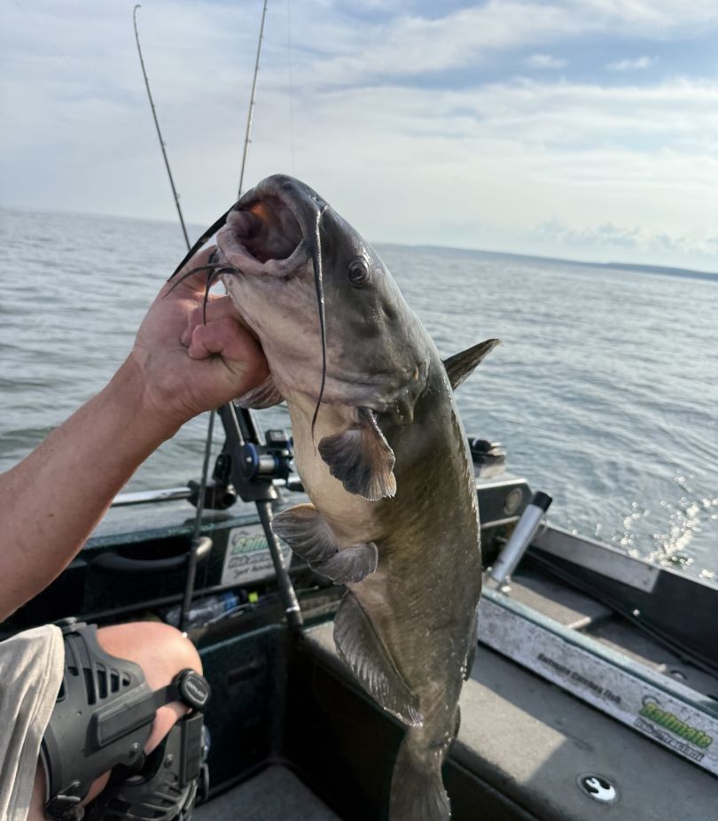 Channel catfish being held on fishing boat over water