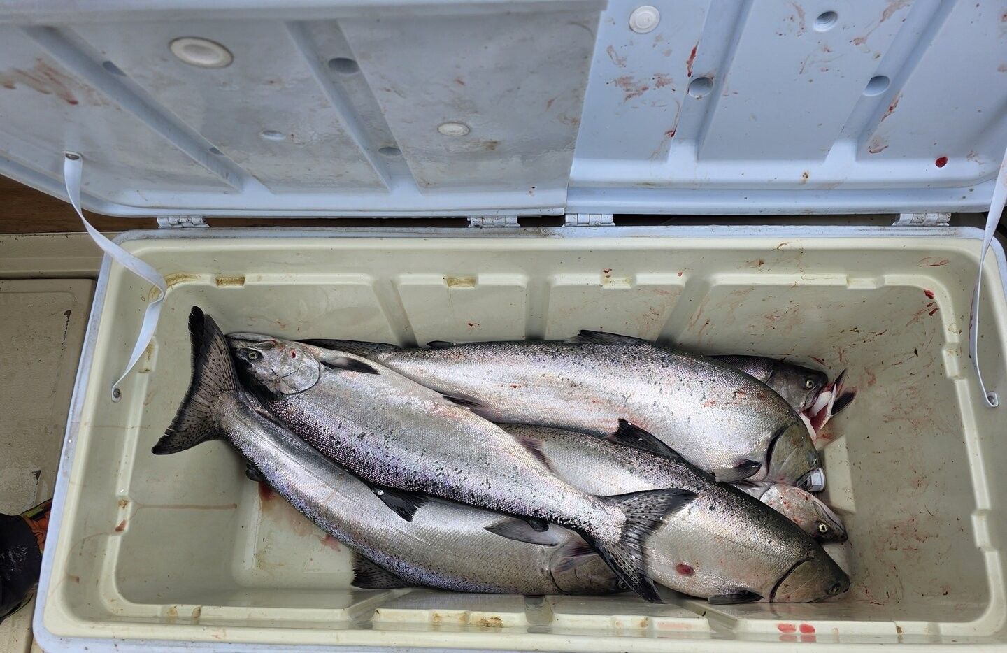 Fresh caught Chinook salmon in cooler after fishing trip