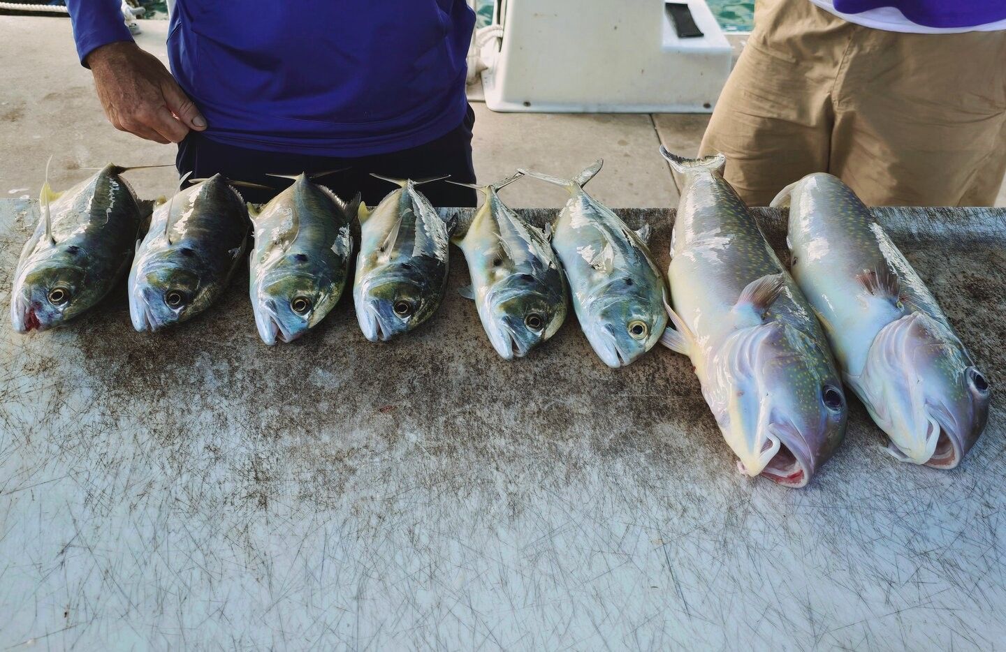 6 Crevalle Jack fish caught while fishing