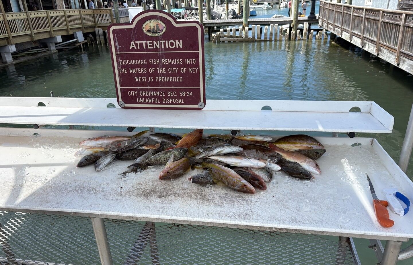 Fresh caught fish displayed on white cleaning table at marina dock with prohibition sign above