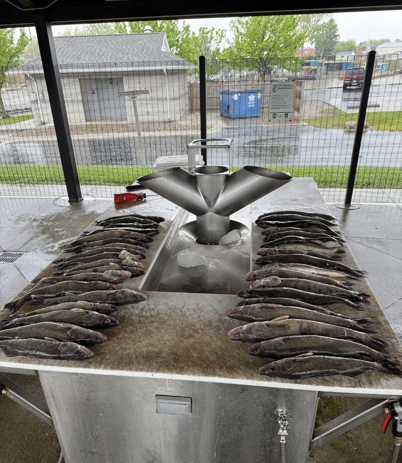 Fish cleaning station with freshly caught fish arranged on stainless steel table with water spray system