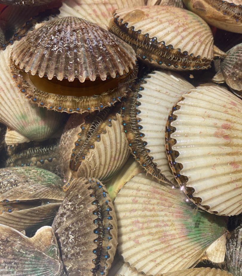 Fresh scallops with ribbed shells displaying natural coloration and texture