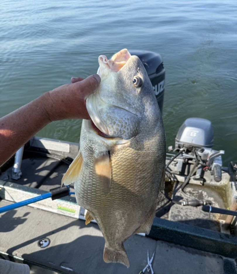 Freshwater drum fish being held on fishing boat