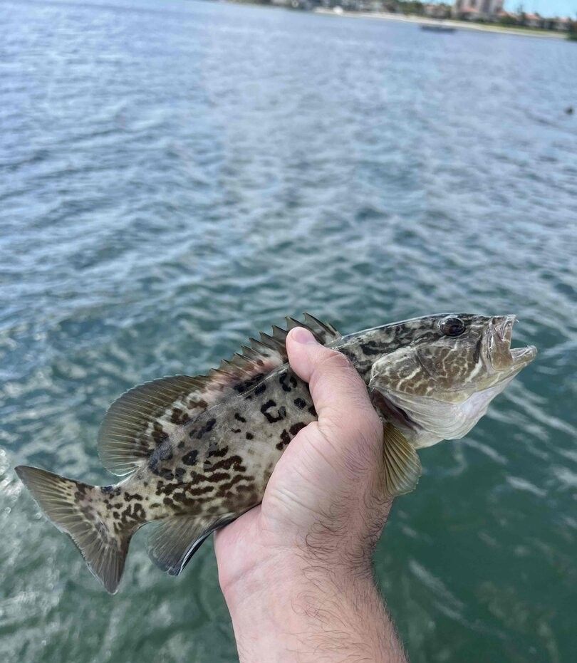 Hand holding freshly caught gag grouper over green ocean water