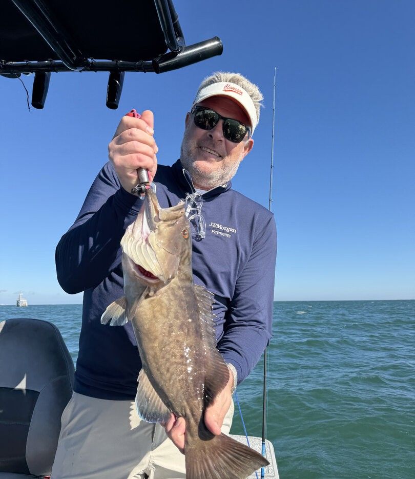 Fresh caught gag grouper being held on fishing boat during ocean fishing trip