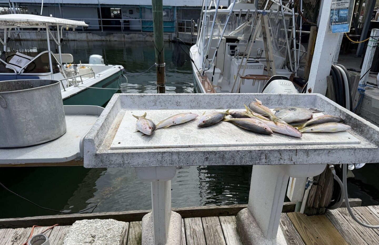 Fresh caught Greater Amberjack fish displayed on cleaning table at marina dock
