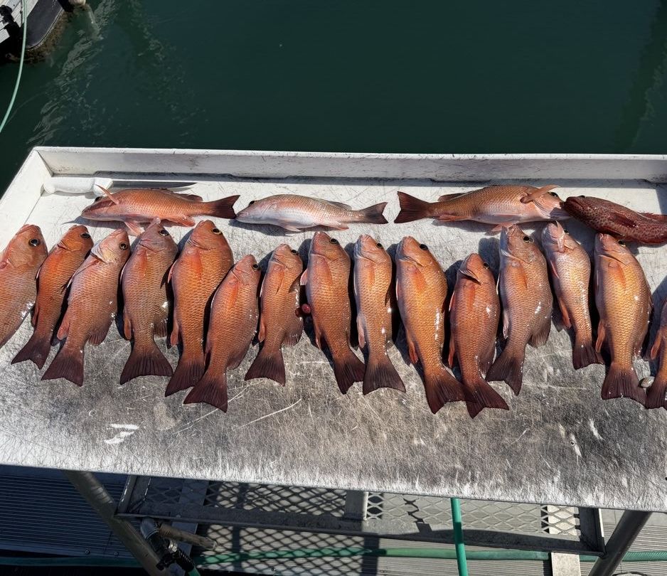 Fresh caught grey snapper lined up on boat dock after successful fishing trip