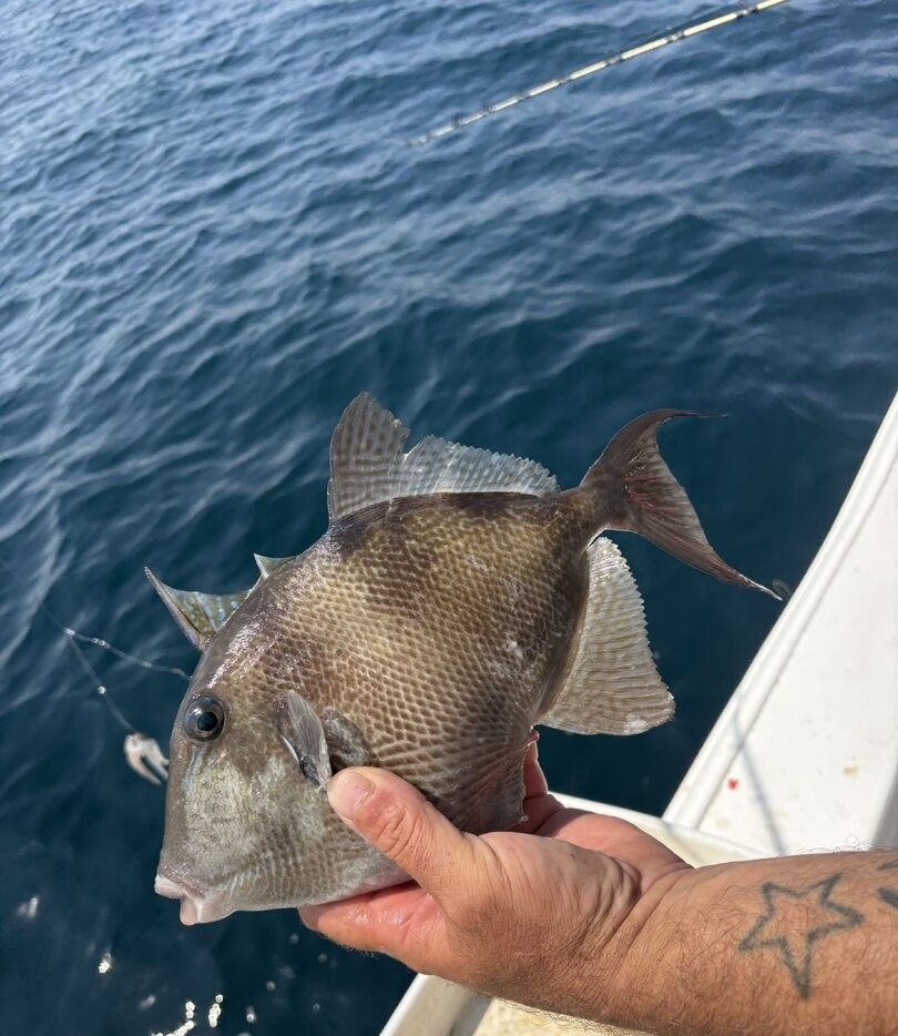 Grey triggerfish being held on fishing boat over ocean water