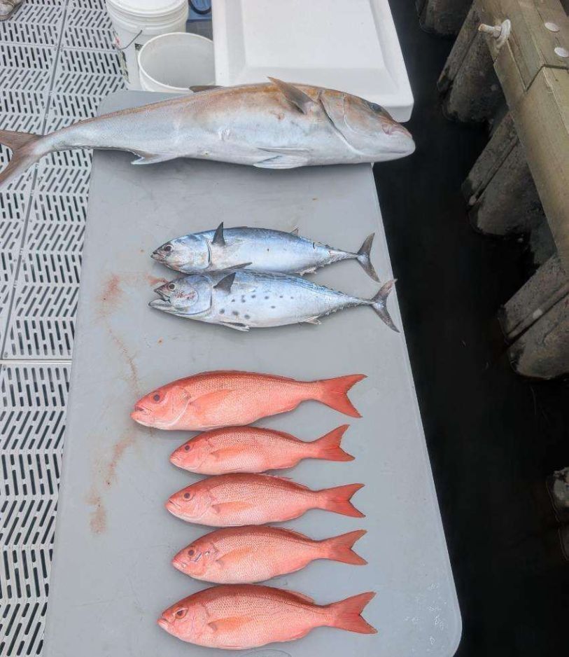 Fresh caught fish display showing Greater Amberjack, Little Tunny and red snapper on boat deck