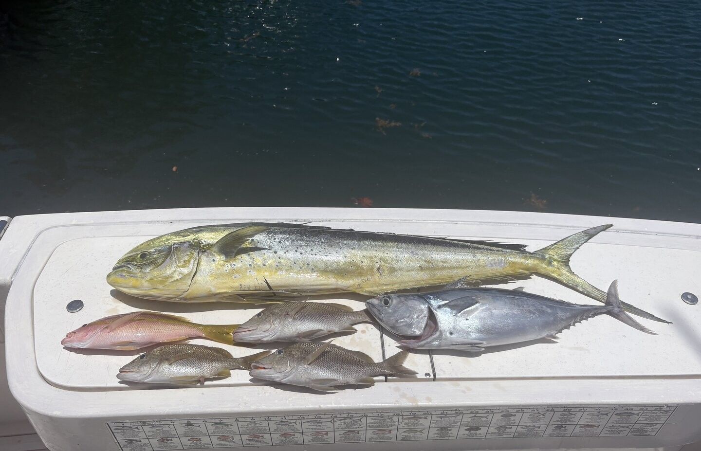 Fresh caught fish including mahi mahi, little tunny, and white grunt displayed on boat deck after successful fishing trip