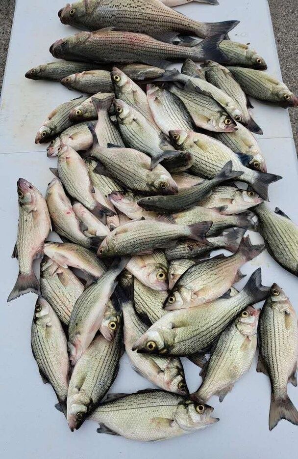 Multiple striped bass and other fish species displayed on white surface after successful fishing trip