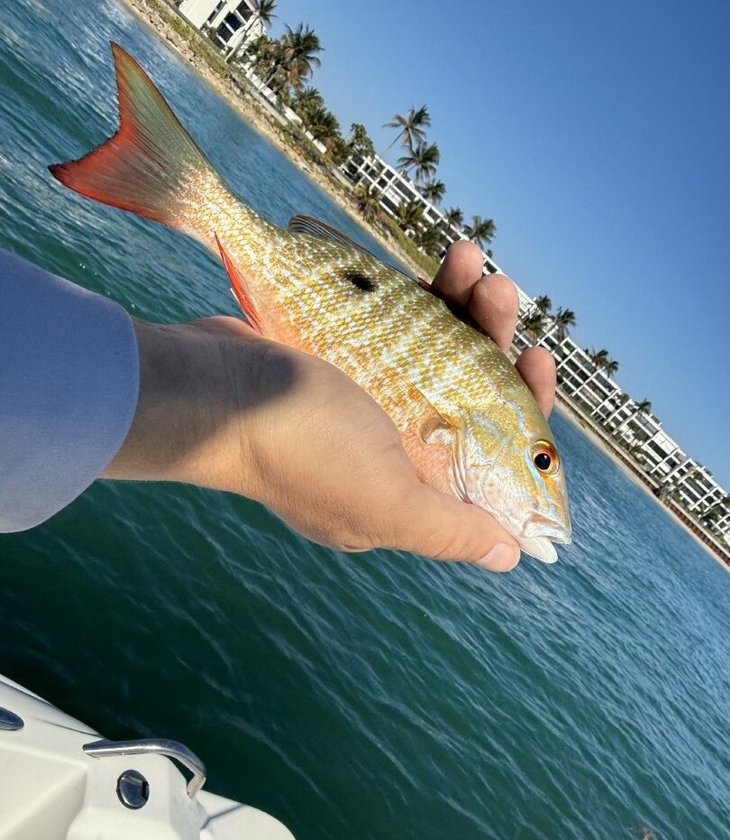 Mutton Snapper fishing in an unknown location