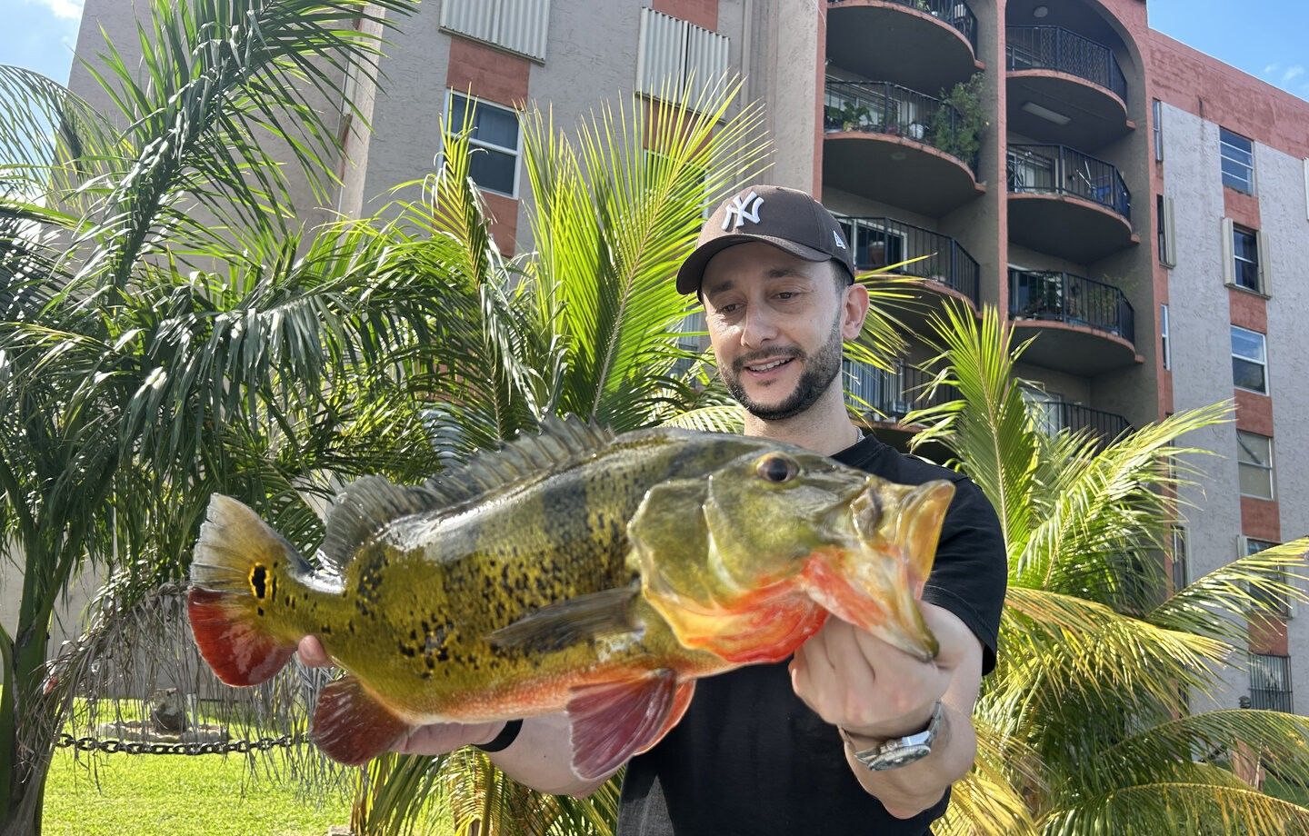 Freshly caught peacock bass being displayed outdoors with palm trees and apartment building in background