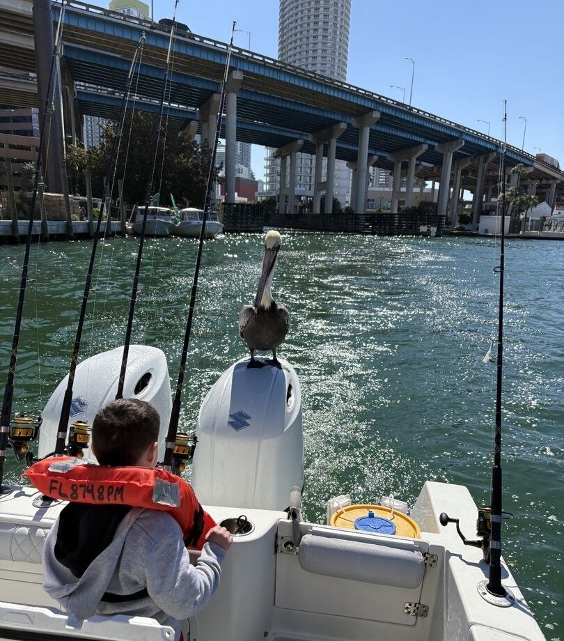 Pelican perched on fishing boat with fishing rods and urban waterway with bridge in background