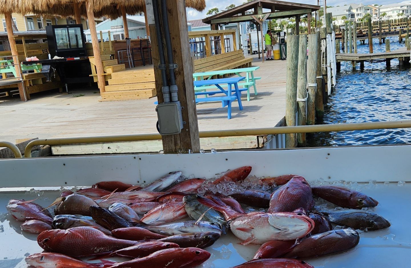 Fresh caught red porgy and other fish displayed in boat cooler at marina dock