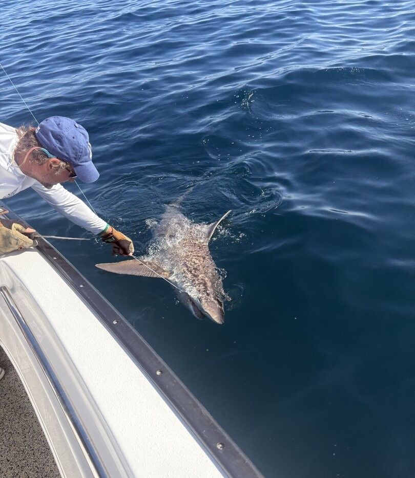 Sandbar shark being released back into blue ocean water during fishing