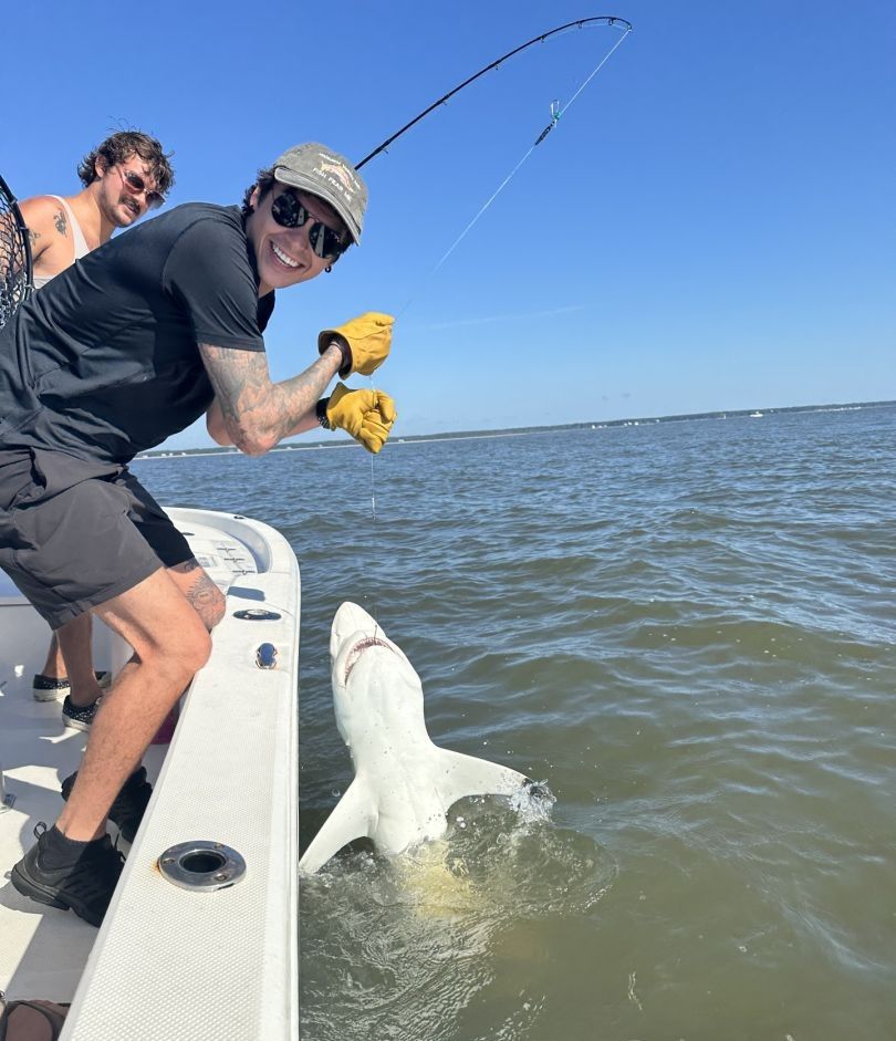 Large shark being released back into water from fishing boat