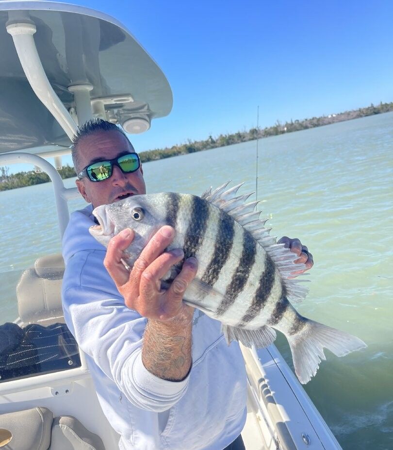 Freshly caught sheepshead fish being held on fishing boat