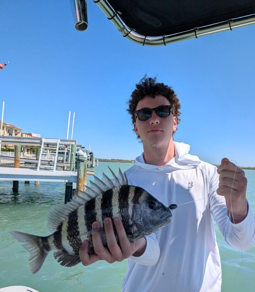 Freshly caught sheepshead fish being held on fishing boat