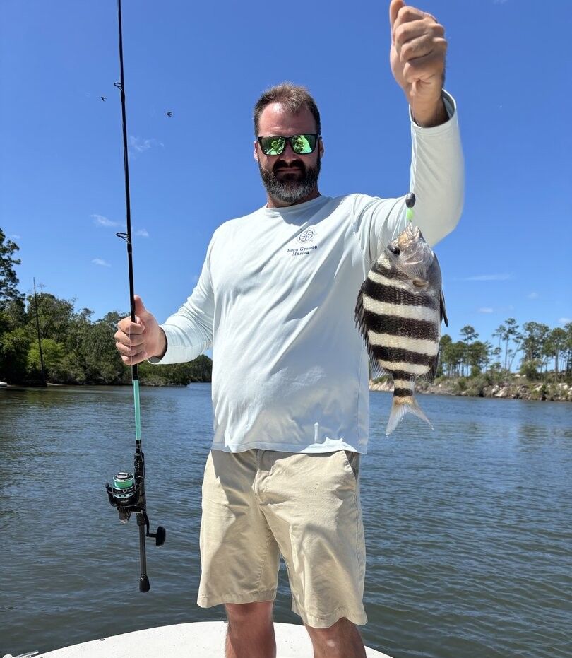 Freshly caught sheepshead fish being displayed after successful fishing trip