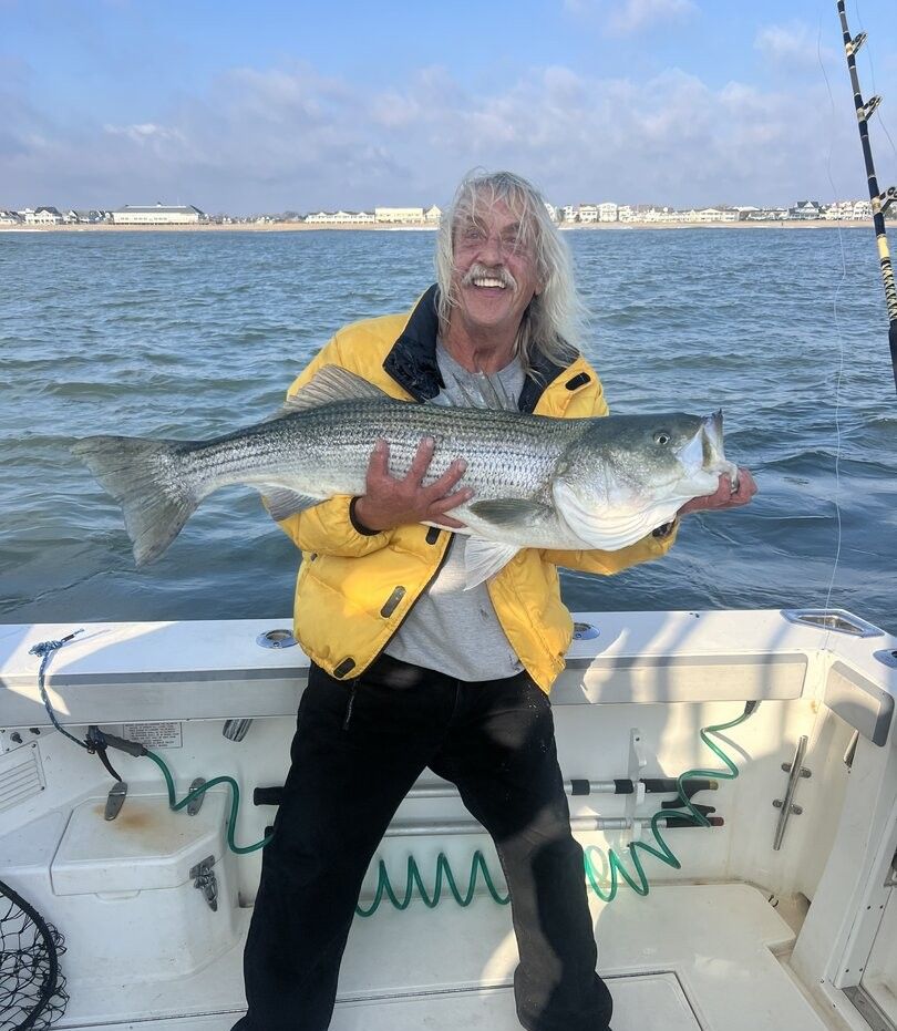 Striped bass catch displayed on fishing boat deck