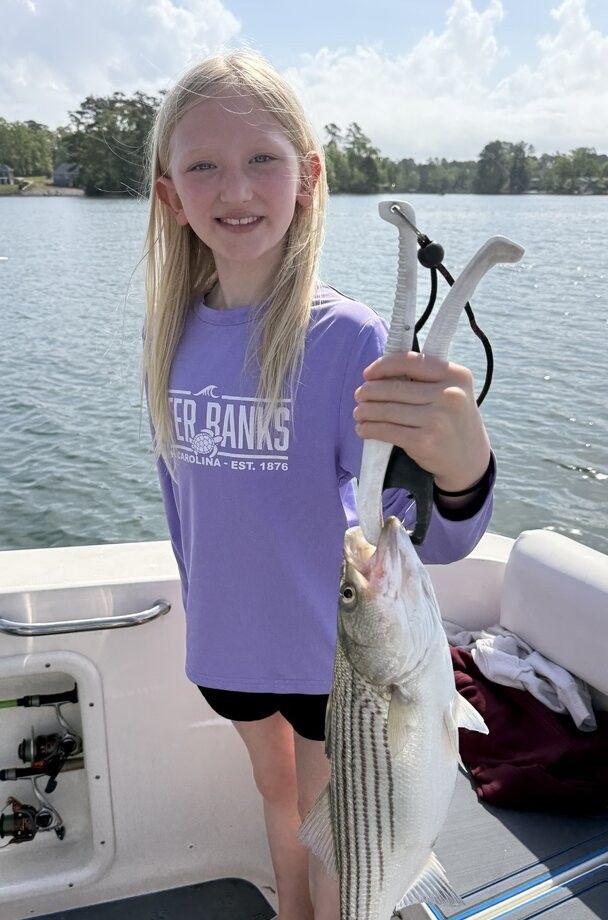 Freshly caught striped bass being held up on fishing boat