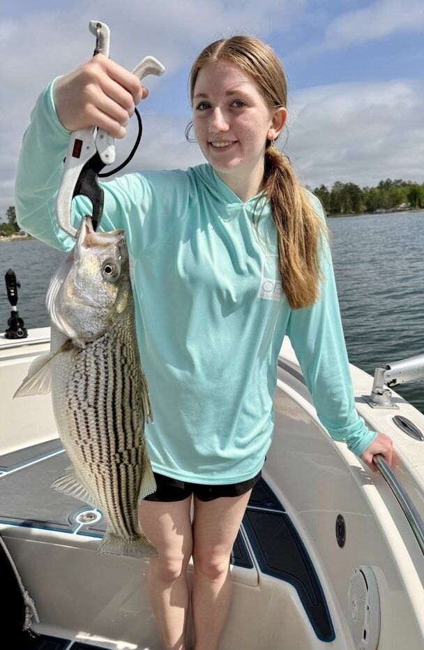 Freshly caught striped bass being held on fishing boat